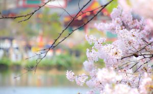 弁天堂を眺める桜