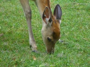 奈良で会った鹿さん