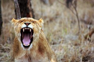 leo-animal-savannah-lioness-55814-large