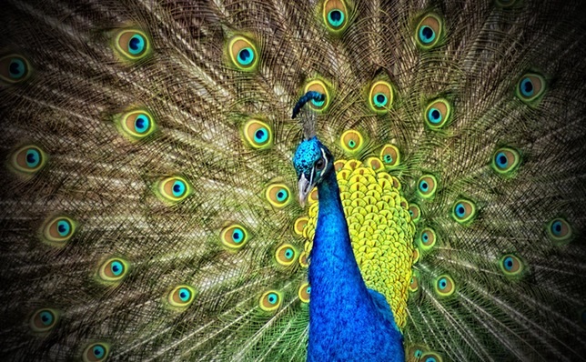 peacock-animal-iridescent (1)